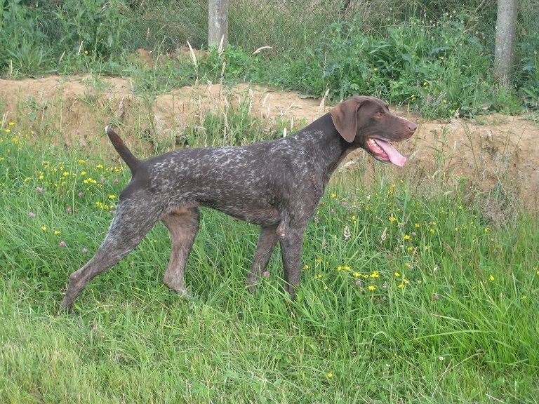 Falco des bois sauvages