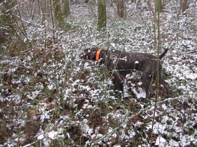 Falco des bois sauvages