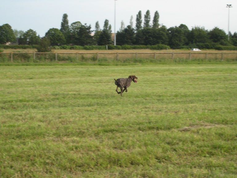 Falco des bois sauvages