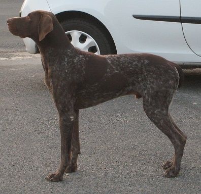 Falco des bois sauvages