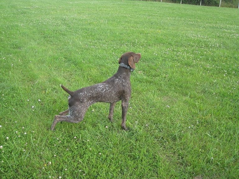 Falco des bois sauvages