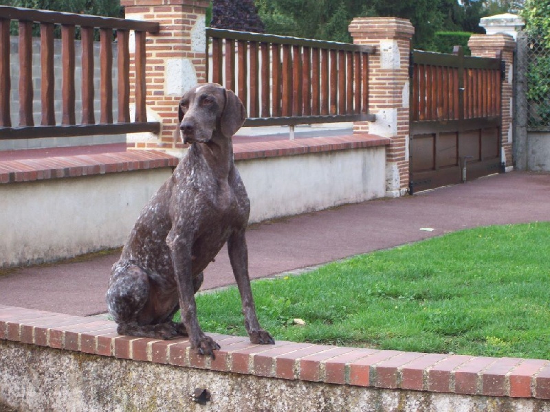 Dipsy de la vallée du Houx