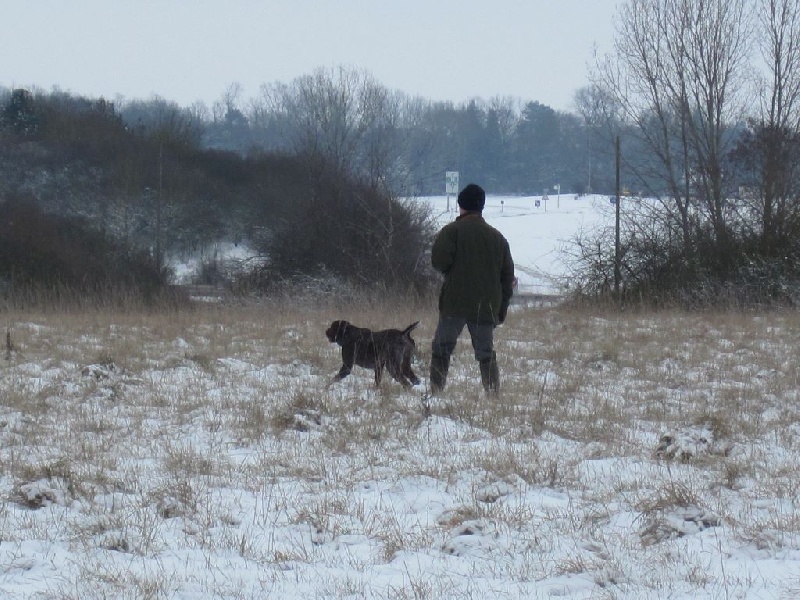 Falco des bois sauvages