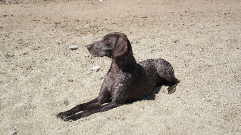 Dipsy de la vallée du Houx