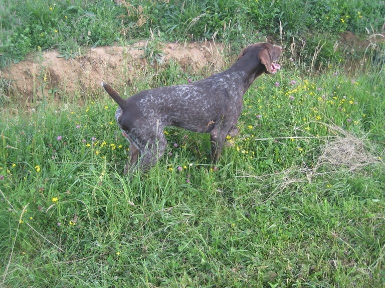 Falco des bois sauvages