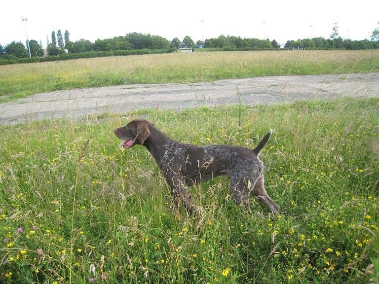 Falco des bois sauvages