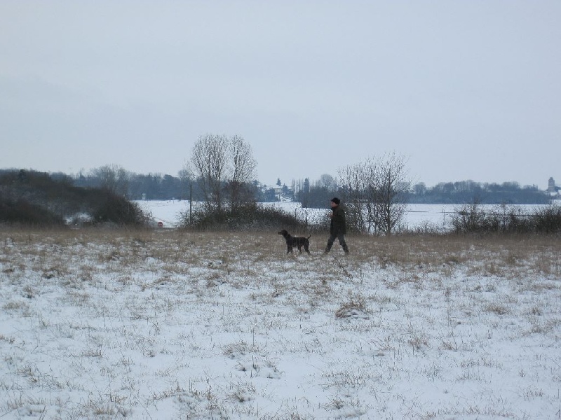 Falco des bois sauvages