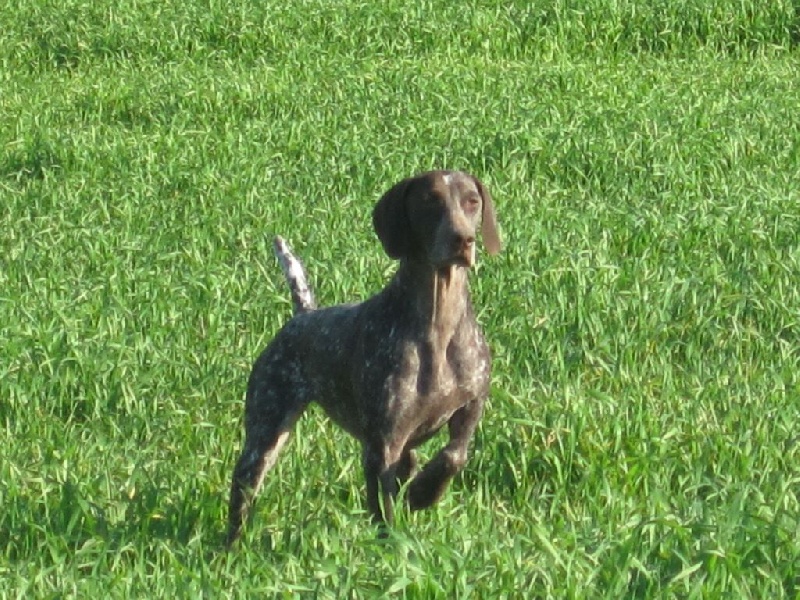 Dipsy de la vallée du Houx