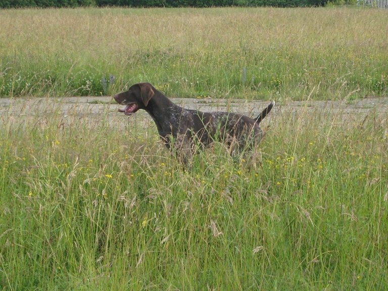 Falco des bois sauvages