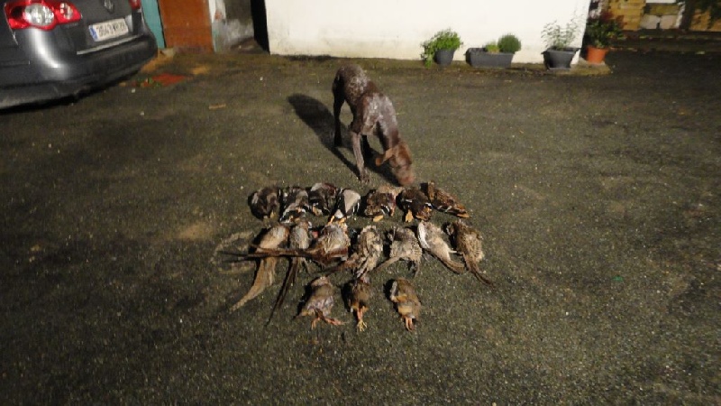 falco chasse