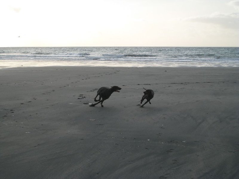 falco et dipsy à la mer